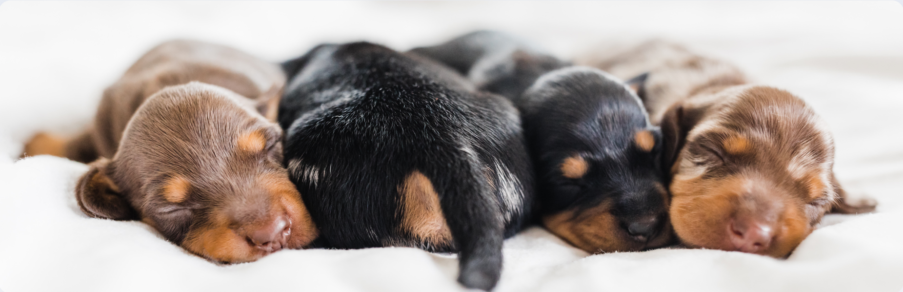 Puppies sleeping on a blanket